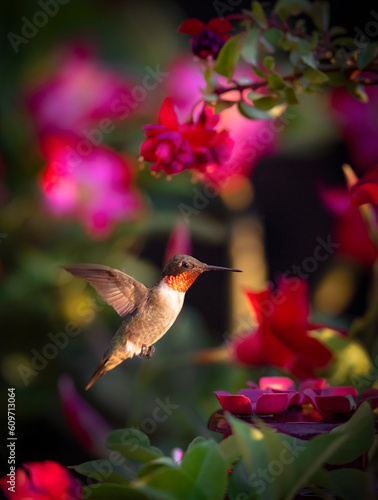 Ruby-throated hummingbird (male) near a small feeder