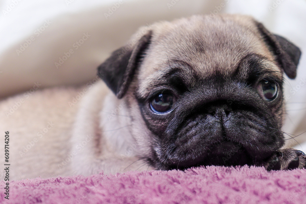 a sleepy pug puppy is lying on a pink pillow in the bedroom bed a sleepy pug puppy is lying on a pink pillow in the bedroom bed