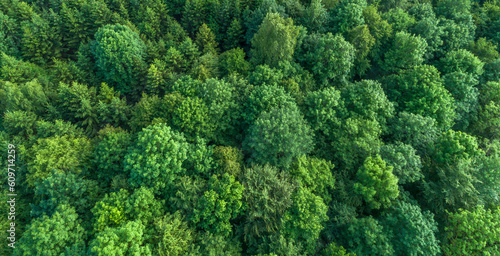 Aerial view of green deciduous treetops in forest, Germany © CA Irene Lorenz