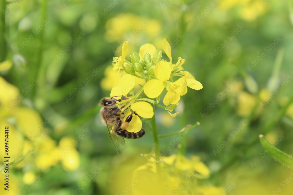Pollination of flowers the bee collects nectar for honey pollinates the yellow flower disintegrates. Spring flowering pollination propagation of plants Pollination of flowers the bee collects nectar for honey pollinates the yellow flower disintegrates. Spring flowering pollination propagation of plants