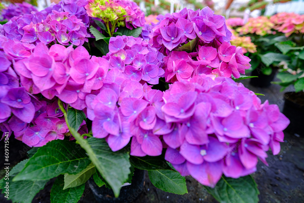Hydrangea seedlings in pots. Flowers in a modern greenhouse. Greenhouses for growing flowers. Floriculture industry. Ecological farm. Family business Hydrangea seedlings in pots. Flowers in a modern greenhouse. Greenhouses for growing flowers. Floriculture industry. Ecological farm. Family business