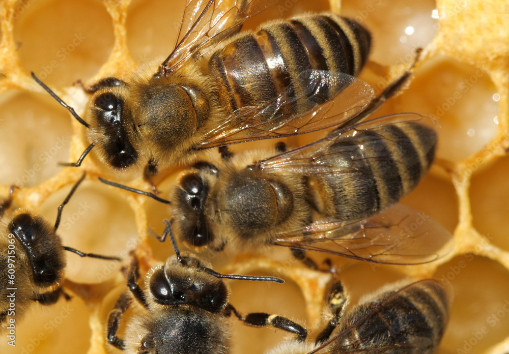Colony life of honey bees.
The honeycomb includes larvae of developing insects. Colony life of honey bees.
The honeycomb includes larvae of developing insects.