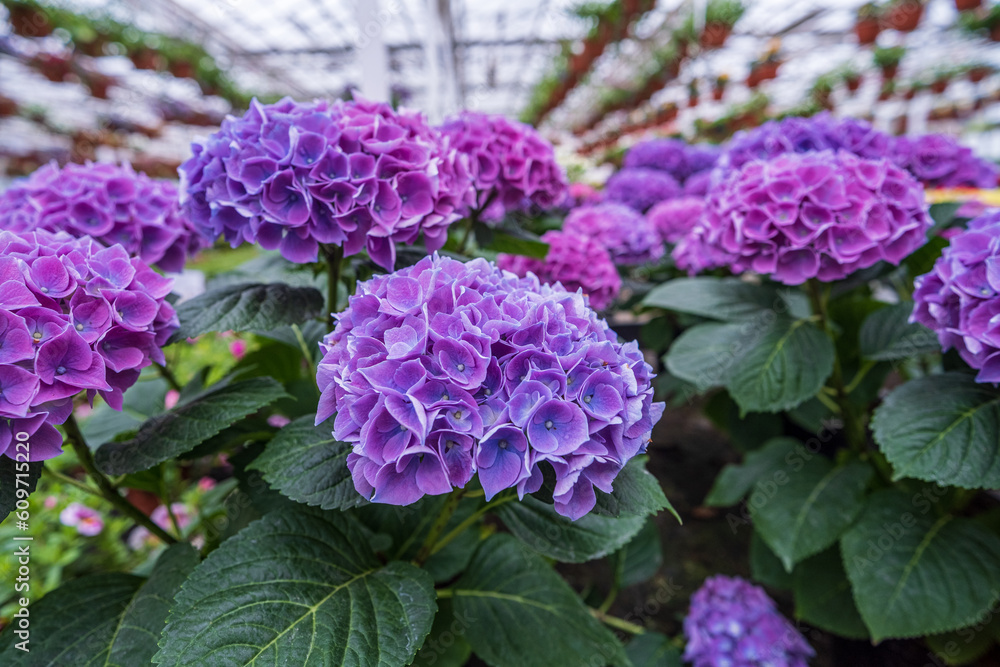 Hydrangea seedlings in pots. Flowers in a modern greenhouse. Greenhouses for growing flowers. Floriculture industry. Ecological farm. Family business Hydrangea seedlings in pots. Flowers in a modern greenhouse. Greenhouses for growing flowers. Floriculture industry. Ecological farm. Family business