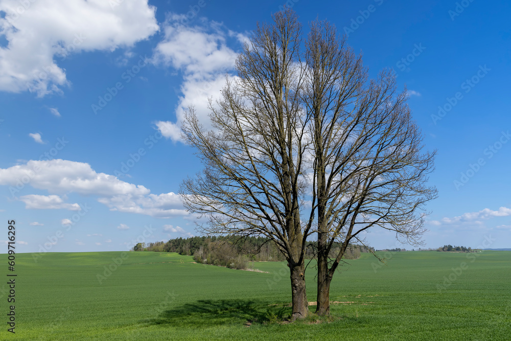 old tall maple in early spring without green foliage old tall maple in early spring without green foliage