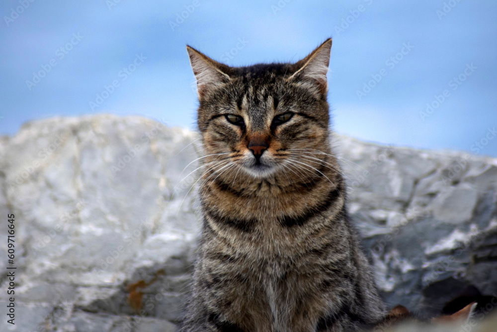 cats of cities cats of cities
