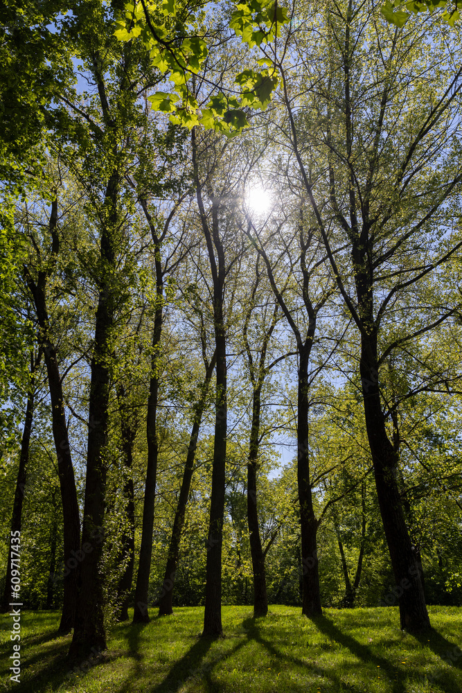 deciduous trees and green grass in the spring season in sunny weather