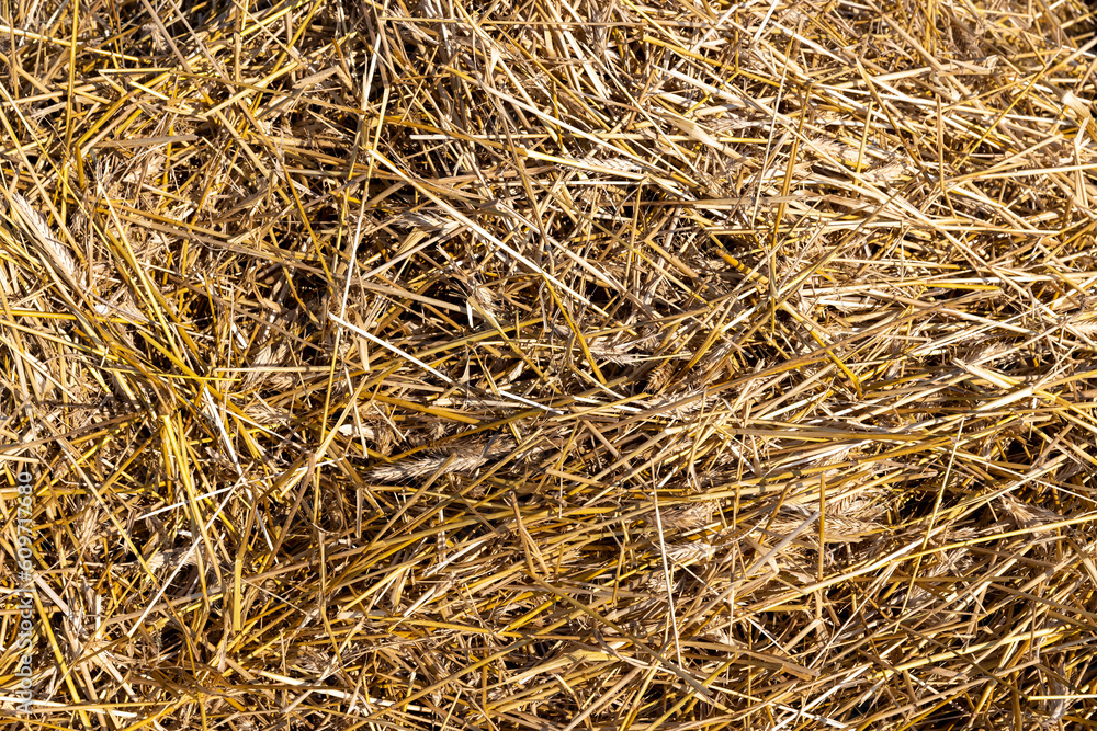 A field with cereals in the summer A field with cereals in the summer