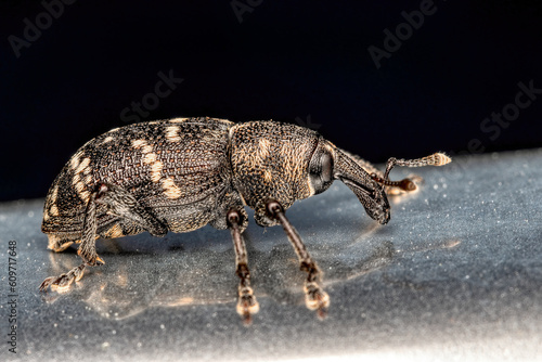 close up of a large brown pine weevil - Hylobius abietis. Macrophotography of a beetle photo