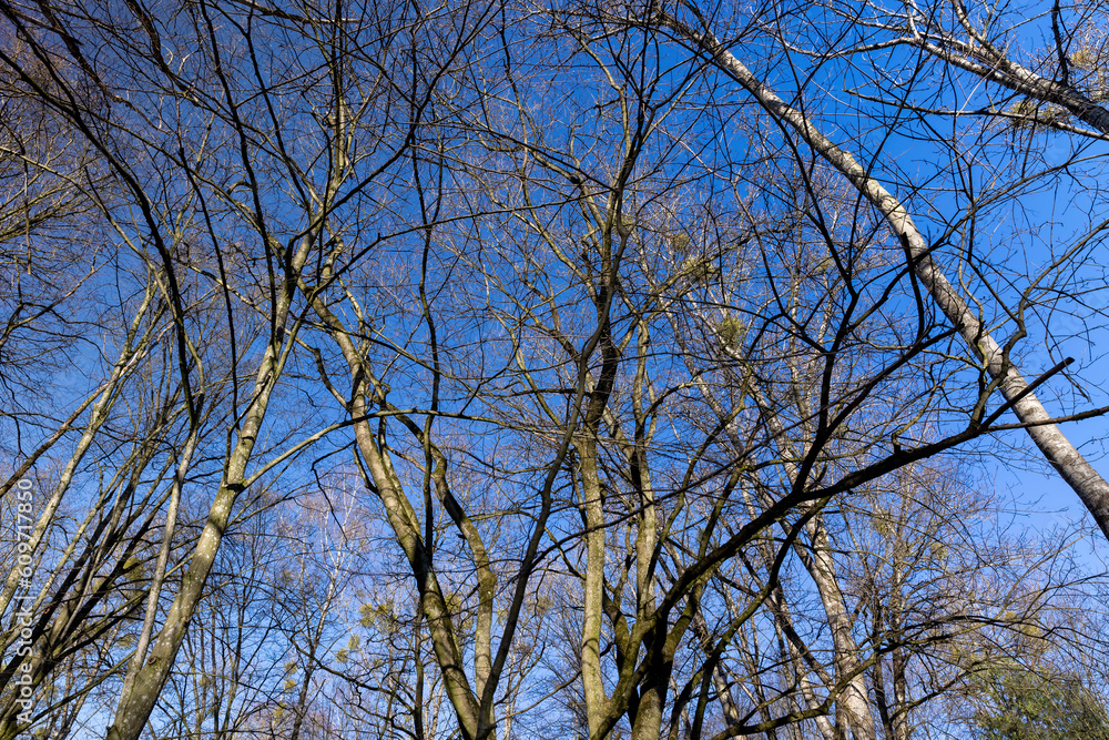 the tops of various deciduous trees in the spring season the tops of various deciduous trees in the spring season