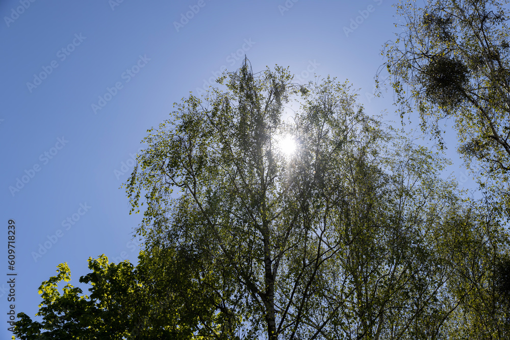 deciduous trees in the spring season in sunny weather deciduous trees in the spring season in sunny weather