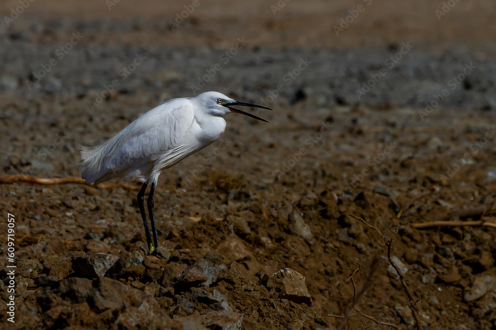 photo of a little eggret crowing or yawning on a stone path photo of a little eggret crowing or yawning on a stone path