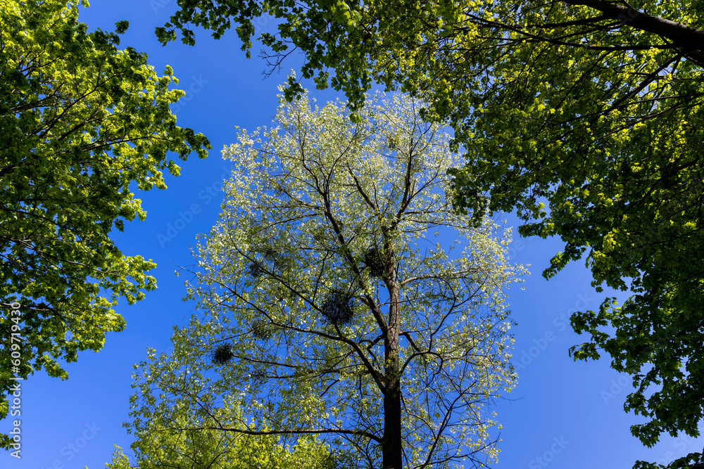Obraz premium deciduous trees in the spring season in sunny weather