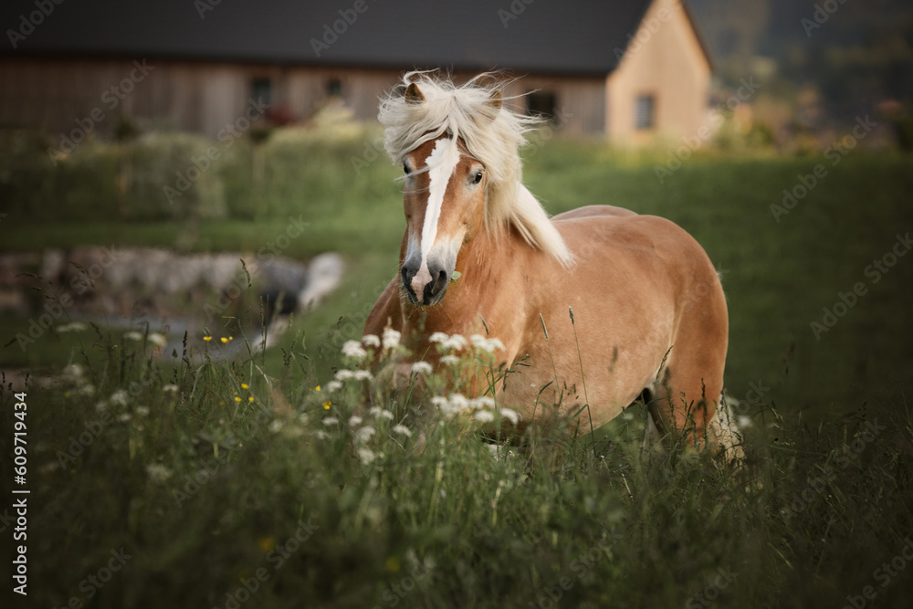 Obraz premium haflinger galloping onm a meadow