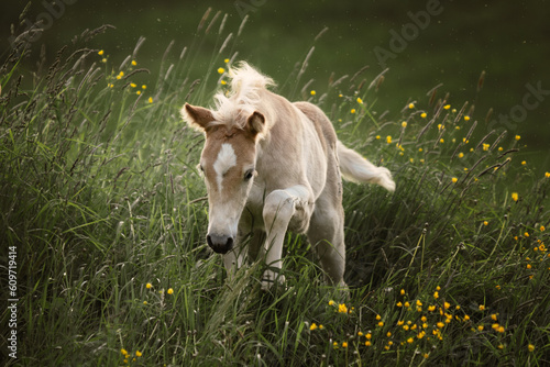 Fotografie haflinger foal galloping on a meadow