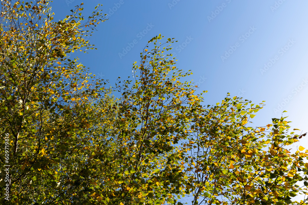 Fototapeta premium Birch forest with trees with yellow and green foliage
