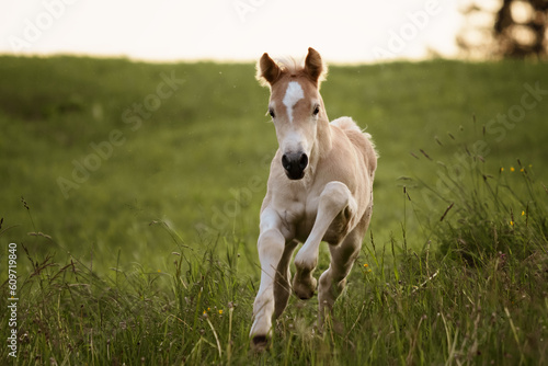 Papier peint haflinger foal galloping on a meadow