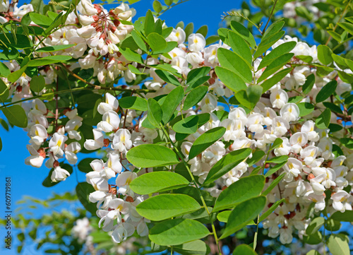 Blühende Robinie, Robinia pseudoacacia, im Frühling photo