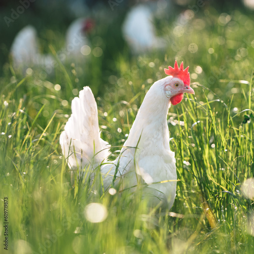 Wallpaper Mural gesunde weiße bio Hühner Rasse, Ayam Cemani, auf einer grünen Wiese mit saftigen Gräsern. Artgerechte Haltung, Legehenne in der Natur. Im Hintergrund, unscharf weitere Hühner Torontodigital.ca
