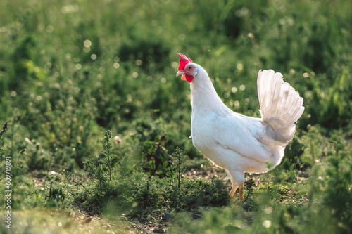 gesundes weißes bio Huhn Rasse, Ayam Cemani, Bresse Gauloise, auf einer grünen Wiese mit saftigen Gräsern. Artgerechte Haltung, Legehenne in der Natur.