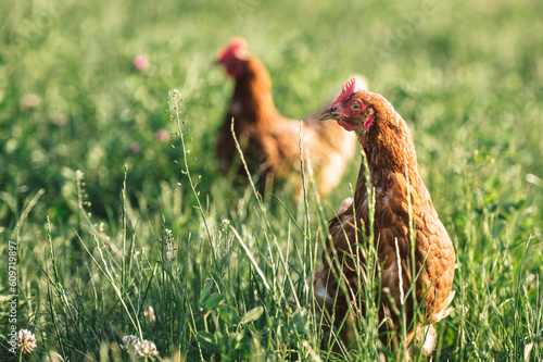Wallpaper Mural zwei braune bio Hühner auf einer grünen Wiese mit saftigen Gräsern. Artgerechte Haltung, Legehennen in der Natur. Im Hintergrund, unscharf weiteres Huhn Torontodigital.ca