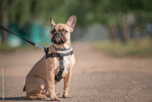 Portrait of a beautiful young purebred bulldog walking on a summer day.