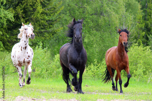 horses of different breeds run forward together  appaloosa  frieze  spaniard  horse breeds