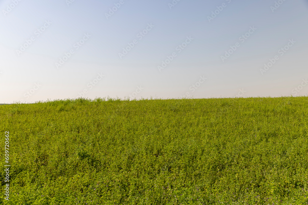 Fototapeta premium field with grass for harvesting fodder for cows