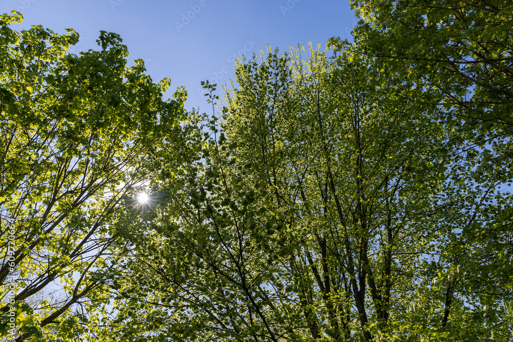 deciduous trees in the spring season in sunny weather deciduous trees in the spring season in sunny weather