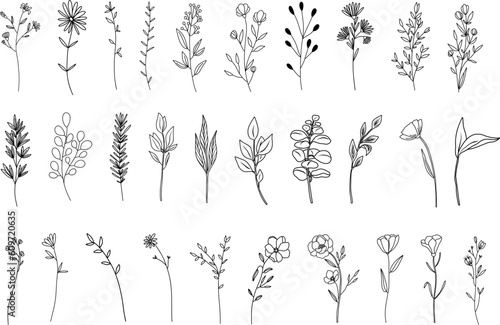 Botanical abstract line arts, hand drawn herbs, flowers, leaves and branches, vector illustration