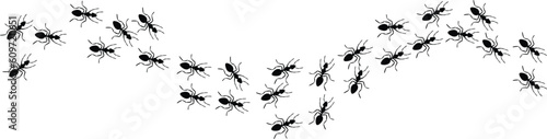 Worker ants trail line flat style design vector illustration isolated on white background. Top view of ants bug road trail marching in the line row. Pest control or insect searching concept. © Muhammad