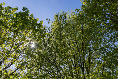 deciduous trees in the spring season in sunny weather