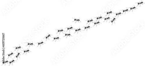 Worker ants trail line flat style design vector illustration isolated on white background. Top view of ants bug road trail marching in the line row. Pest control or insect searching concept.