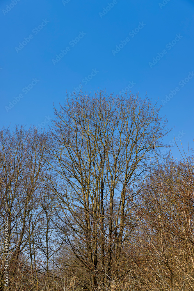 trees of different varieties in the spring season trees of different varieties in the spring season