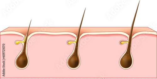 Hair growth. Cross section of a human skin with Hair follicles.