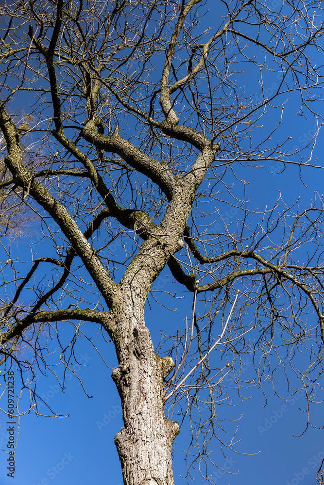 Fototapeta premium the tops of various deciduous trees in the spring season