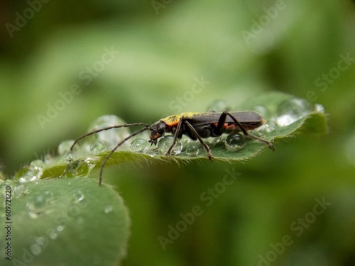 a bug on a green leaf and raindrops