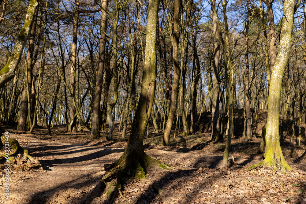 hilly territory with trees without foliage in the spring season hilly territory with trees without foliage in the spring season