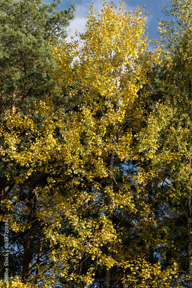 Autumn park with trees during leaf fall Autumn park with trees during leaf fall