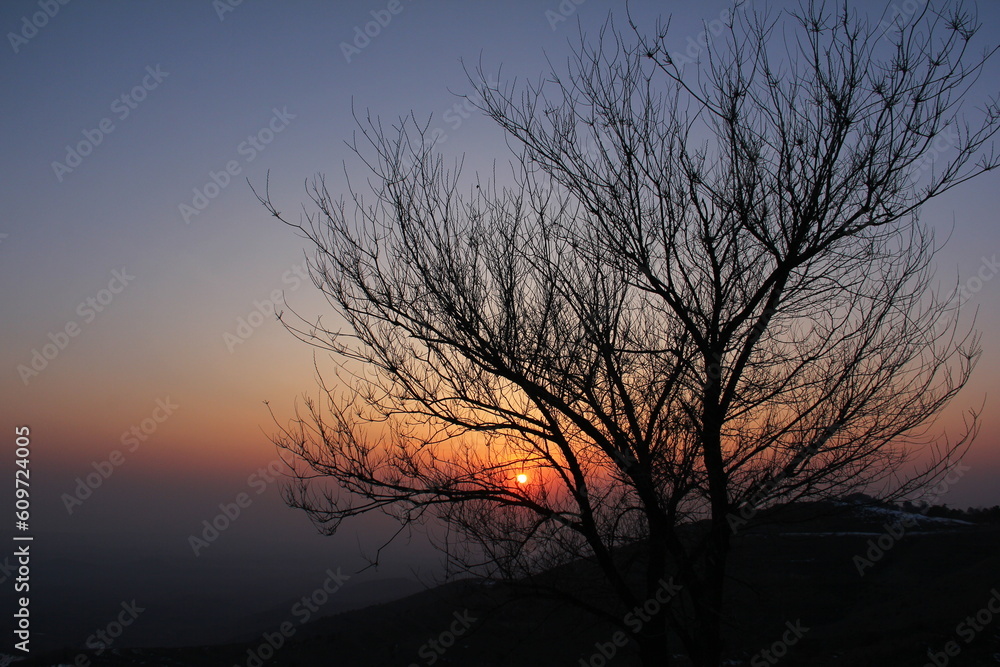 Tree silhouette with sunset scene on the background Tree without leaves, winter tree and sunset view Tree silhouette with sunset scene on the background Tree without leaves, winter tree and sunset view