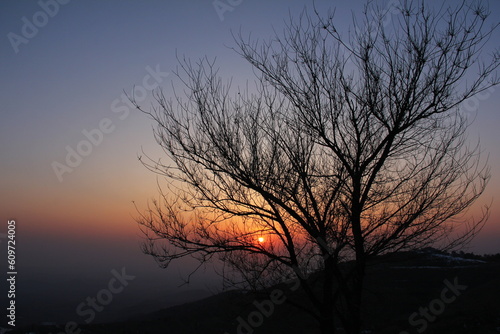 Tree silhouette with sunset scene on the background Tree without leaves  winter tree and sunset view