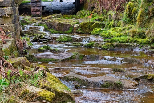 stream in the forest photo