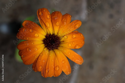 Yellow flower with water droplets