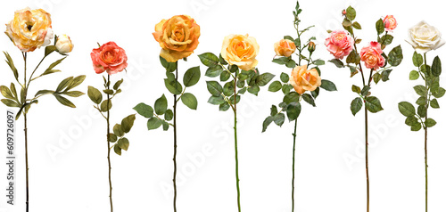 set of flowers on transparent background