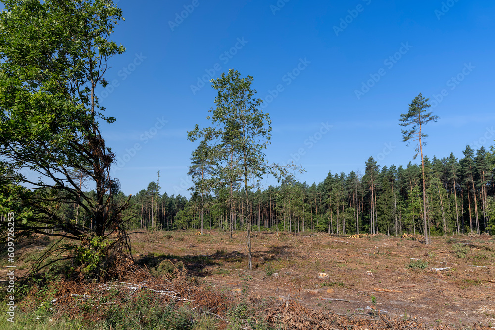 Obraz premium Deforestation for timber harvesting , forest