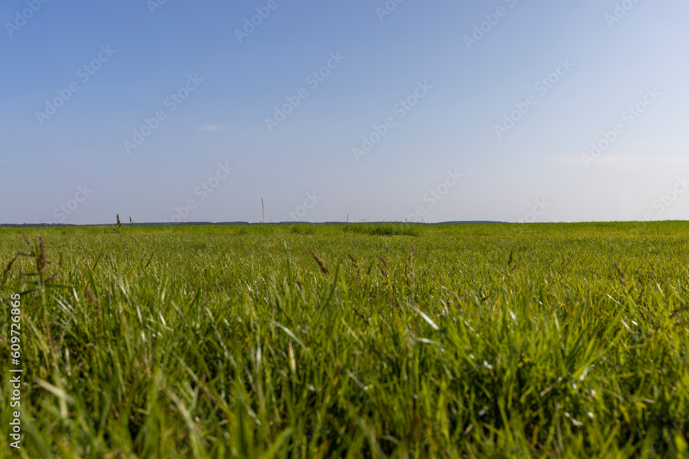 field with grass for harvesting fodder for cows field with grass for harvesting fodder for cows