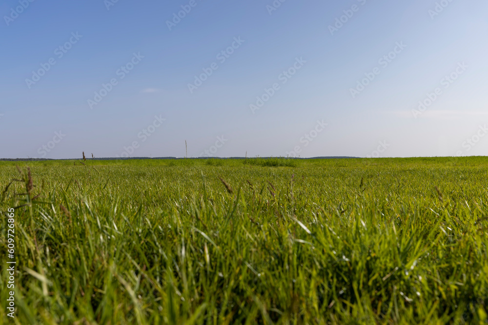 field with grass for harvesting fodder for cows