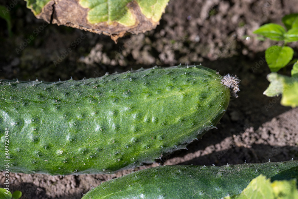 A home garden where green cucumbers grow A home garden where green cucumbers grow