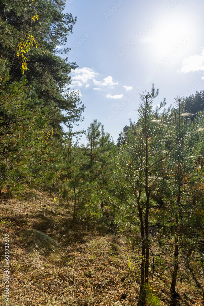 Fototapeta premium Coniferous pine tree with long needles