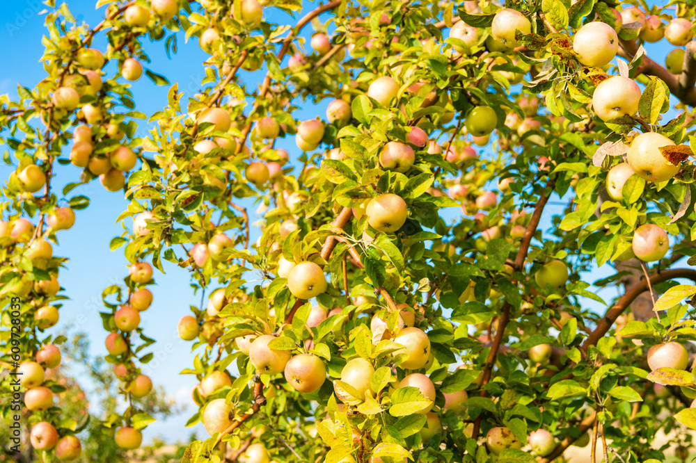 green apple orchard harvest in autumn. apple orchard harvest of fruit. green apple orchard harvest in autumn. apple orchard harvest of fruit.