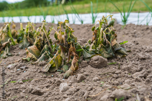Fotografie Potato plants damaged by the frost